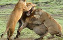 Những pha hành động “khó đỡ” của động vật
